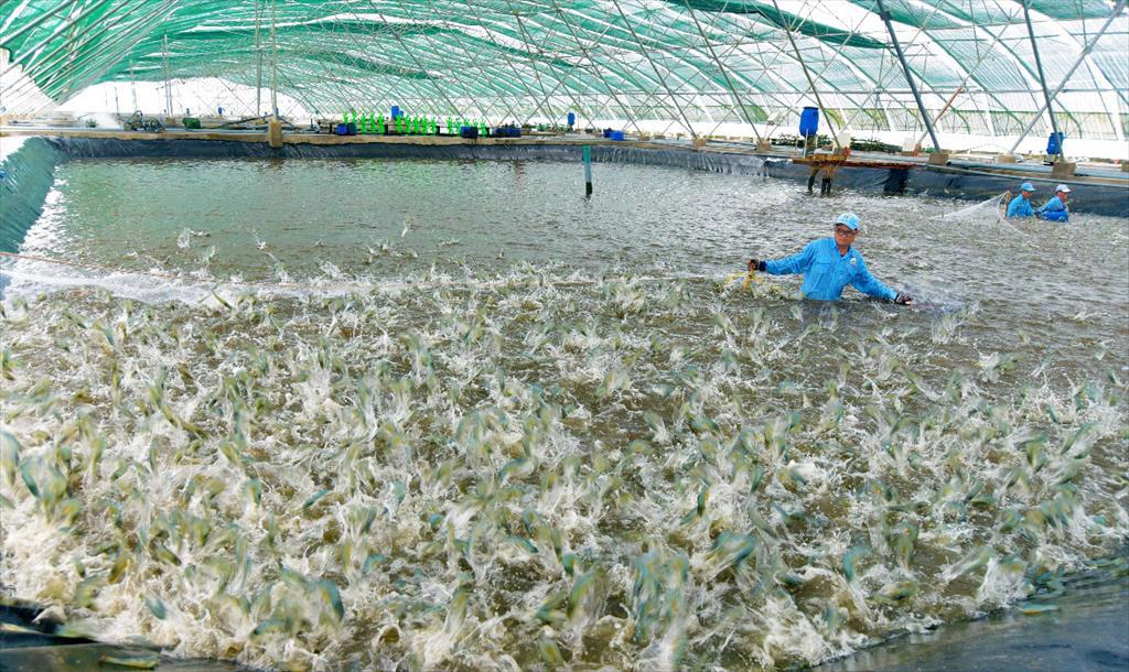 Shrimp industry in Soc Trang province strives to recover after the lockdown