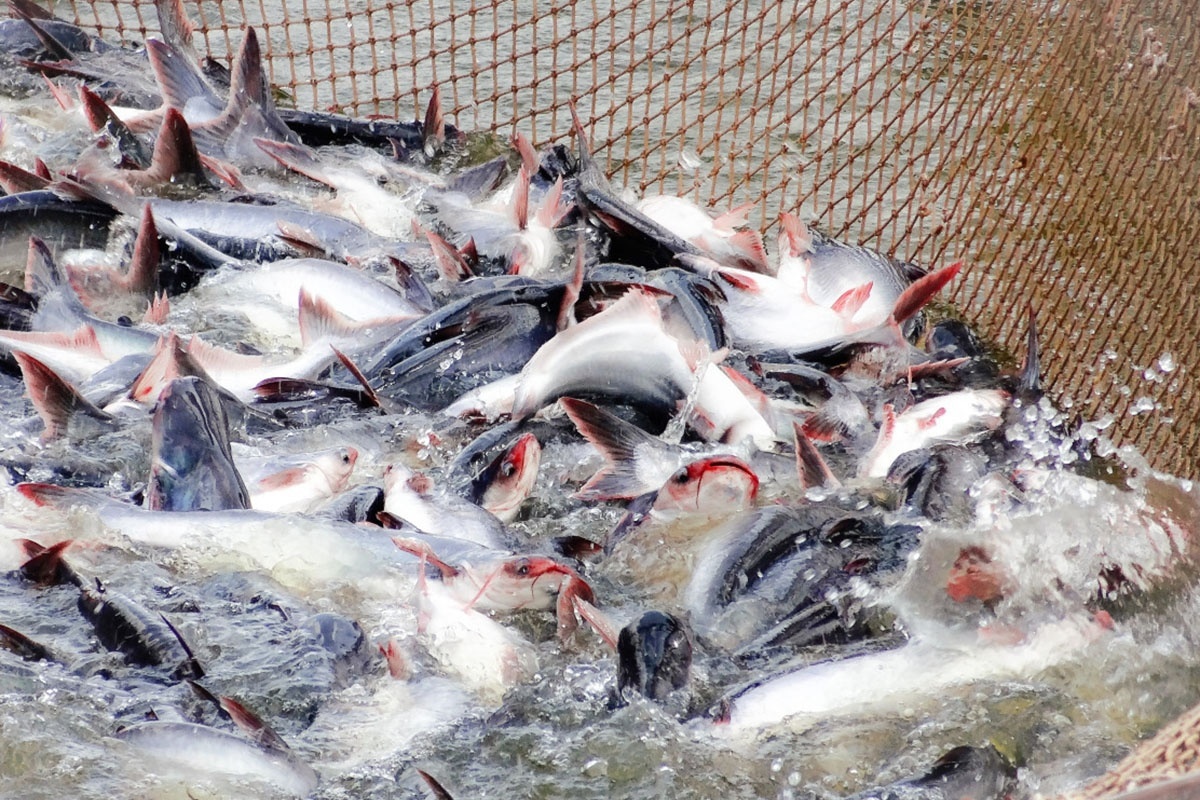 Pangasius exports to ASEAN are recovering