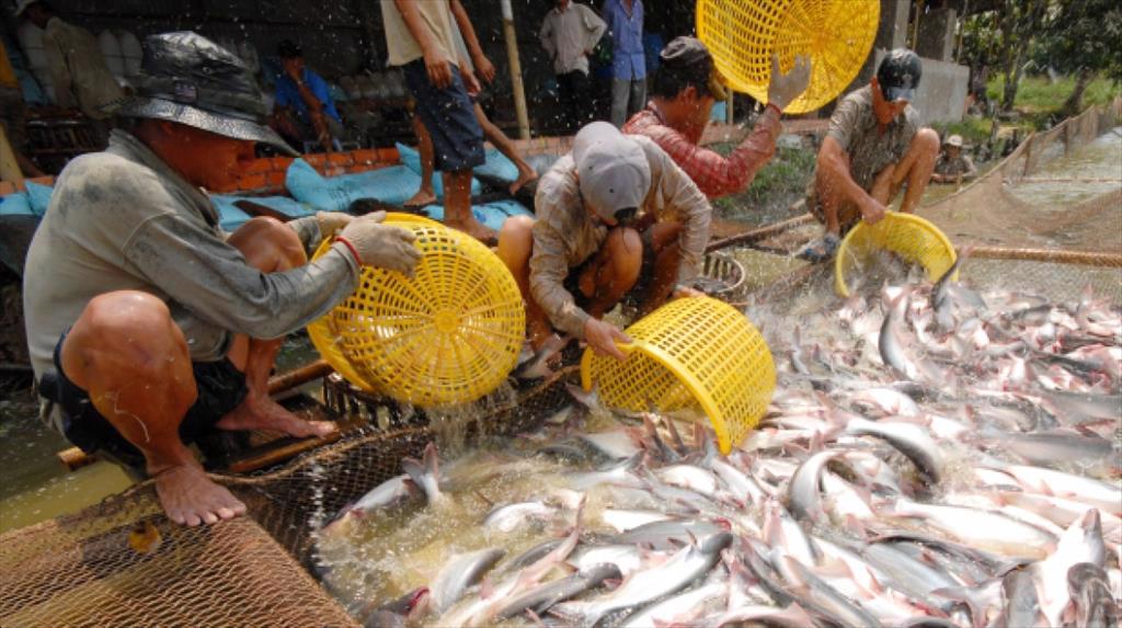Dong Thap will have 1,225 hectares of pangasius farming certified GAP, exporting about 980 million USD