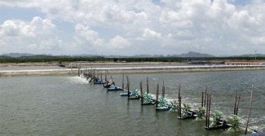 Shrimp farming in Bac Lieu province – Opportunities and challenges 