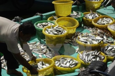 Nghe An builds seafood processing centres