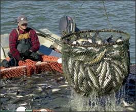 Report reveals bleak US farm-raised catfish industry, but few bright spots