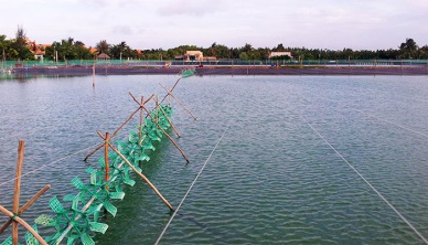 Bac Lieu Intensive, semi-intensive shrimp stocking area hit 1,846 ha in May 
