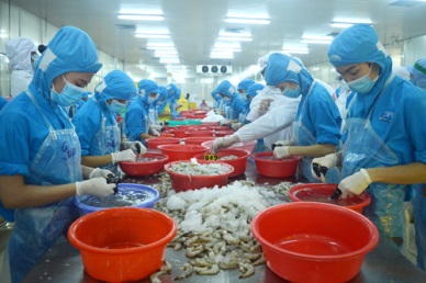 Slight growth in Vietnam shrimp exports 