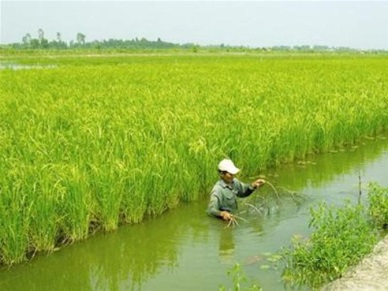 Ca Mau plans to develop rice planting model on shrimp farming area