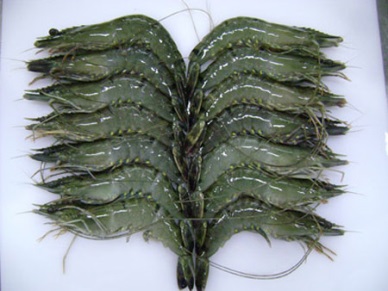 ASEAN shrimp standards bring benefits to Asian shrimp exporters