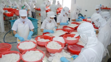 Export of squid, octopus increased by 25%