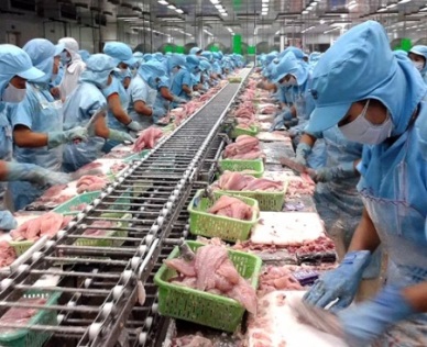 Good signs in VN’s pangasius sales to U.S and EU