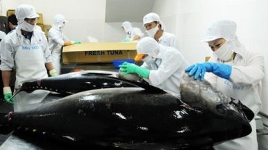 Tuna exports from Vietnam to Japan reversed to hike 