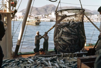 General situation of world fish stocks – FAO