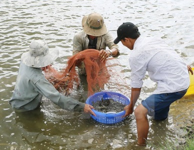 Action plan drafted to develop shrimp sector