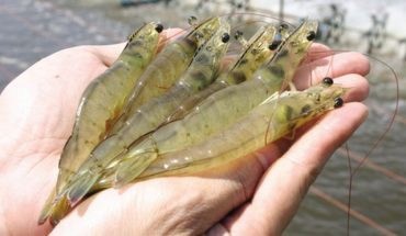 Jan-Feb 2017 1.2% rise in aquaculture production