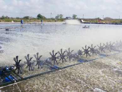 Ca Mau The area for super-intensive shrimp farming touched 300 ha