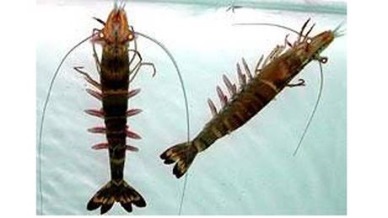 Vietnam able to master parent shrimp production