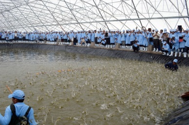 Bac Lieu to become the largest industrial shrimp farming area of Vietnam