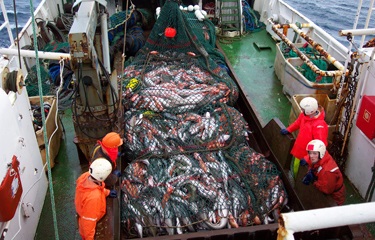 Capture fishery production maxed out, FAO report says