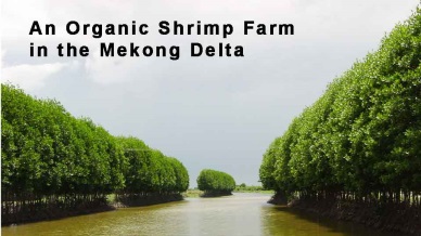 More shrimp farming areas applying international standards 