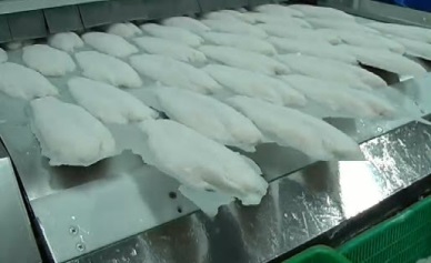 Can Tho pangasius export value increased by 20 per cent