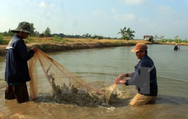 Ca Mau targets 280,000 hectares of prawn farming by 2020