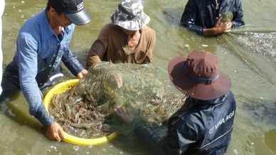 Reared shrimp production increases