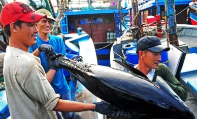 Vietnam tuna auctioned in Japan at high prices