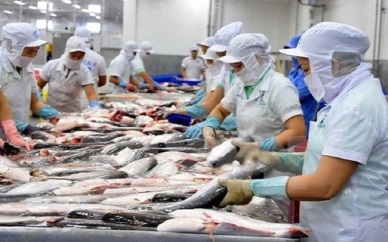 Pangasius exports to the US may rise in the coming time