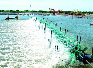 Ca Mau Massive shrimp farming area increases