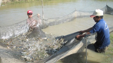 More benefits for shrimp farmers from insurance