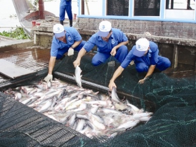 An Giang exported 107 MT of pangasius