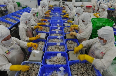VN - biggest supplier of processed shrimp to Australia