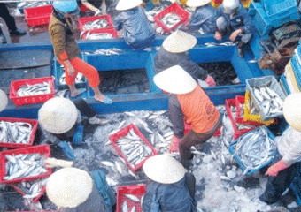 Quang Trach (Quang Binh) Capture and aquaculture production reached 6,000 MT