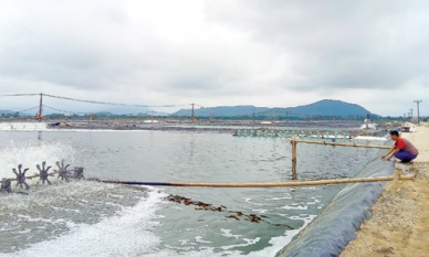 Thanh Hoa Fisheries output in Jan-Jun 2017 gained 78,932 MT