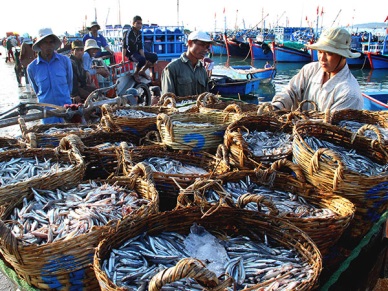 Da Nang increases trace of fishery origins