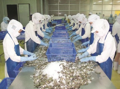 QI2017 Vietnam’s whiteleg shrimp exports inched up 10.6%
