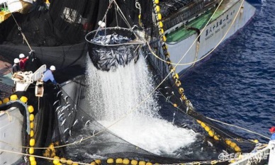 Pacific tuna nations struggle to ink agreement on 30% skipjack cut