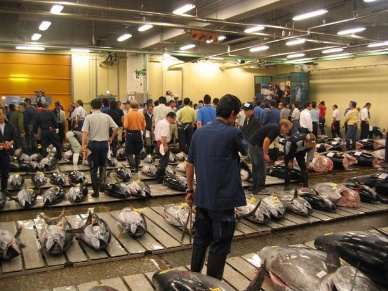 Japans imported bluefin tuna prices fall 20% as demand shifts towards cheaper salmon