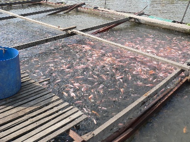 Freshwater Aquacultures Contribution to Food Security in Vietnam A Case Study of Tilapia in Hai Duong Province 