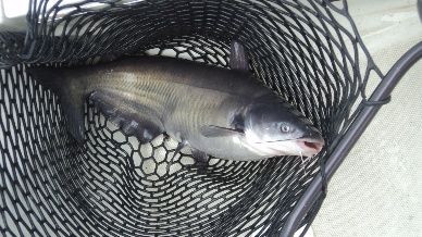 NFI Congress better repeal catfish program