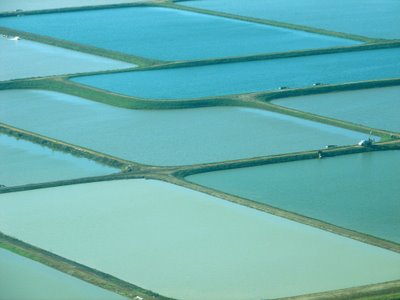 Should USDA be regulating catfish