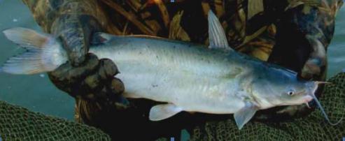 Catfish Processing Down 9 Percent from Last Year