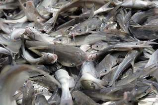 Catfish Processing Down 2 Percent from Last Year