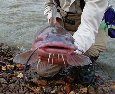 US catfish farmers hit by feed prices, imports