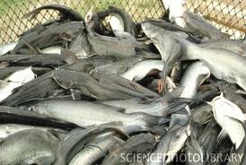 Arkansan part of national catfish industry ad campaign