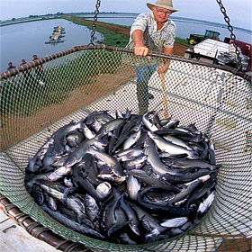 U.S. senators urge repeal of USDA catfish rule