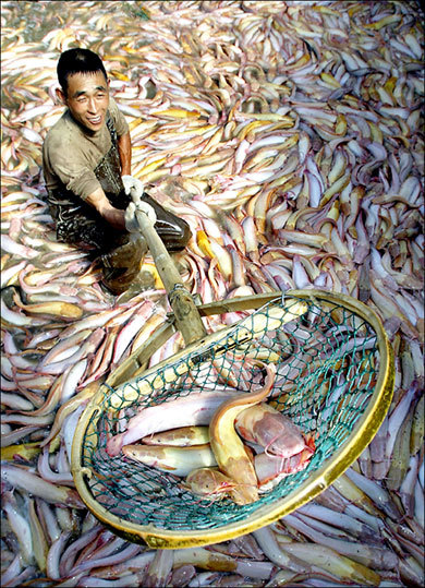 Economist Imports squeezing out US Catfish industry