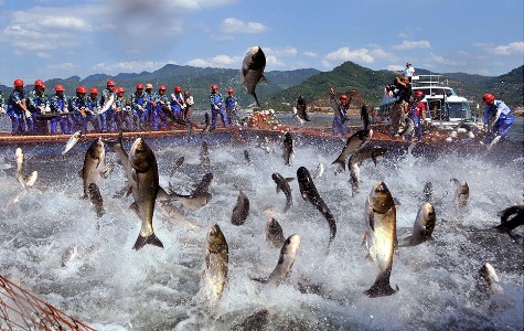Chinas fishery output grows 5% through May 2012 as aquaculture values soar