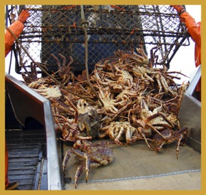 Alaska Snow crab cuts in 2013 to be lower than expected Red King crab may surprise on the upside
