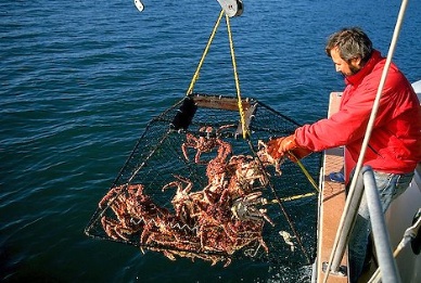 Japan will require crab importers to provide Russian-issued export certificates