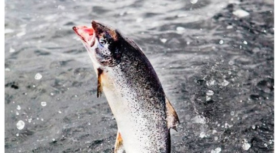 Ewos Aquaculture supply must double by 2030