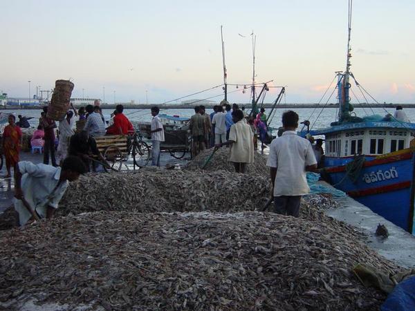 India to have new food import standards by end 2012